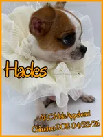 Hades, a male Chihuahua for sale in Beaumont, TX – 6 of 9