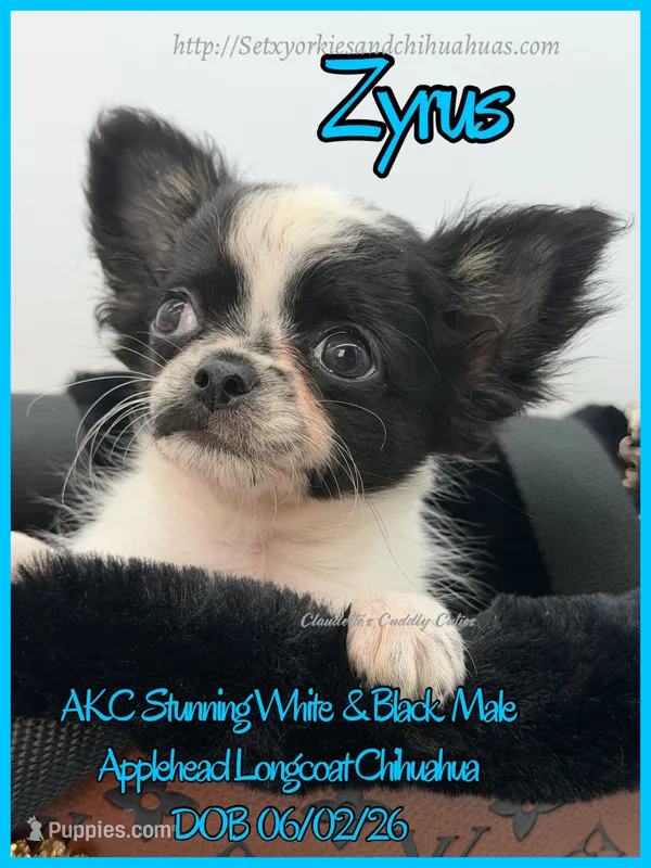 Zyrus – Chihuahua puppy for sale in Beaumont, TX