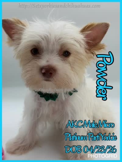 Powder, a male Yorkshire Terrier for sale in Beaumont, TX – 9 of 10