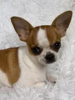 Hades, a male Chihuahua for sale in Beaumont, TX – 1 of 9