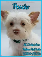 Powder, a male Yorkshire Terrier for sale in Beaumont, TX – 5 of 10