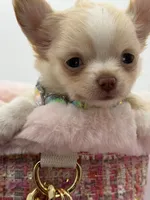 Promise, a female Chihuahua for sale in Beaumont, TX – 3 of 10
