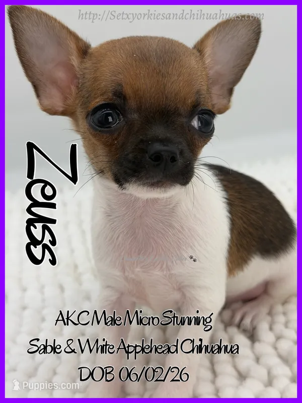 Zeuss – Chihuahua puppy for sale in Beaumont, TX