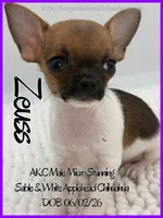 Zeuss, a male Chihuahua for sale in Beaumont, TX – 1 of 4