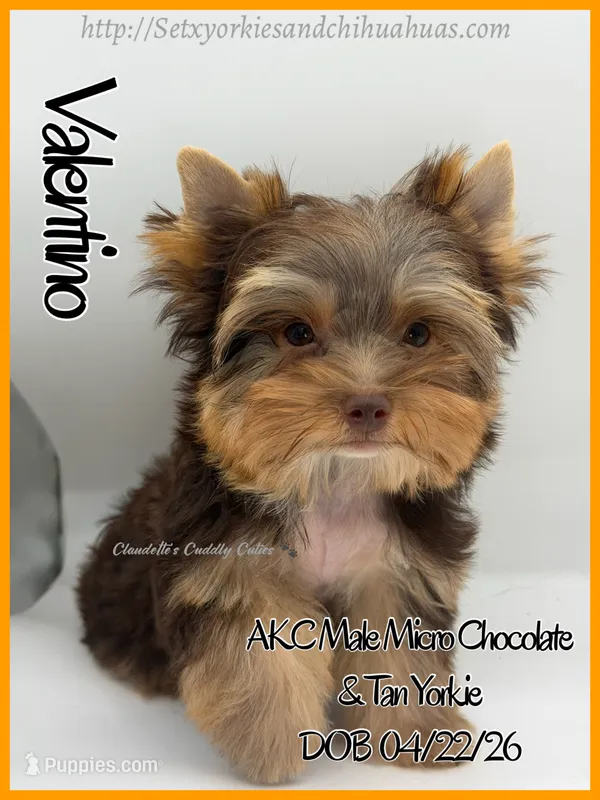 Valentino – Yorkshire Terrier puppy for sale in Beaumont, TX