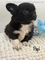 Papi, a male Chihuahua for sale in Beaumont, TX – 4 of 6