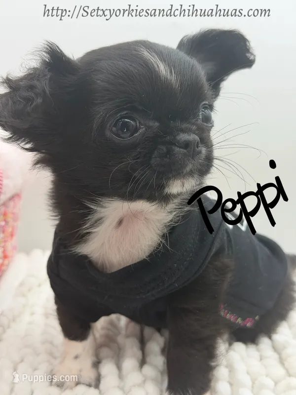 Peppi – Chihuahua puppy for sale in Beaumont, TX