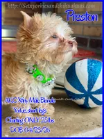 Preston, a male Yorkshire Terrier for sale in Beaumont, TX – 4 of 10