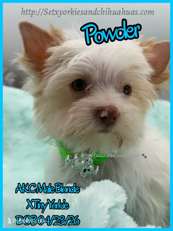 Powder – Yorkshire Terrier puppy for sale in Beaumont, TX