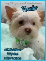 Powder, a male Yorkshire Terrier for sale in Beaumont, TX – 1 of 10