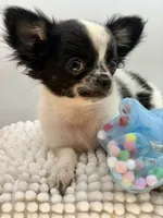Zyrus, a male Chihuahua for sale in Beaumont, TX – 3 of 6