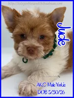 Jude, a male Yorkshire Terrier for sale in Beaumont, TX – 4 of 5