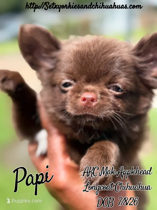 Paco – Chihuahua puppy for sale in Beaumont, TX