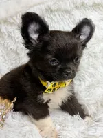 Papi, a male Chihuahua for sale in Beaumont, TX – 2 of 10