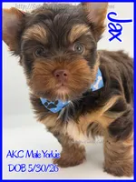 Jax, a male Yorkshire Terrier for sale in Beaumont, TX – 5 of 5
