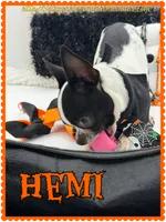 Hemi, a male Chihuahua for sale in Beaumont, TX – 5 of 9