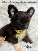 Papi, a male Chihuahua for sale in Beaumont, TX – 6 of 10