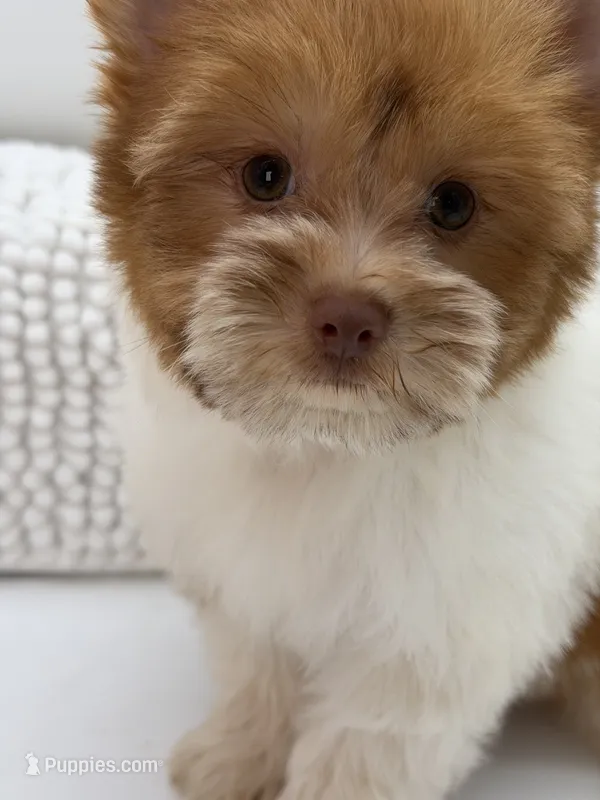 Jude – Yorkshire Terrier puppy for sale in Beaumont, TX