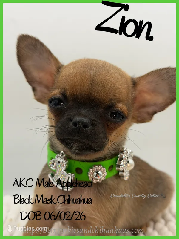 Zion – Chihuahua puppy for sale in Beaumont, TX