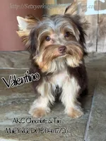 Valentino, a male Yorkshire Terrier for sale in Beaumont, TX – 4 of 6