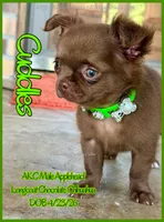 Cuddles, a male Chihuahua for sale in Beaumont, TX – 4 of 7