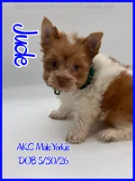 Jude, a male Yorkshire Terrier for sale in Beaumont, TX – 2 of 5
