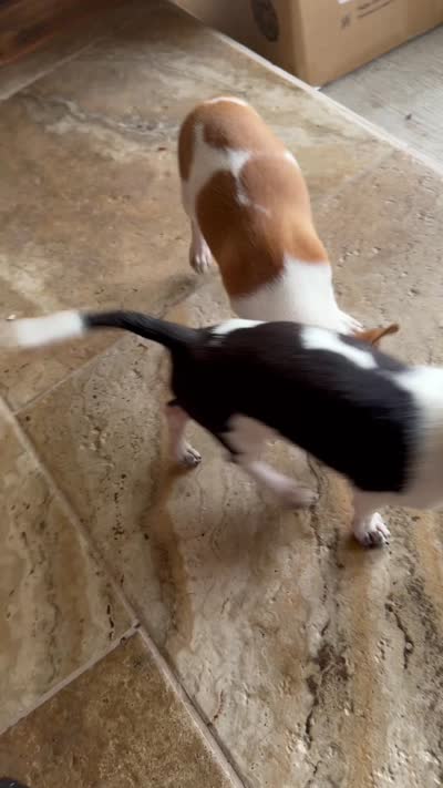 Hades, a male Chihuahua for sale in Beaumont, TX – 9 of 9