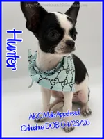 Hunter, a male Chihuahua for sale in Beaumont, TX – 10 of 10