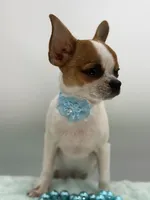 Hades, a male Chihuahua for sale in Beaumont, TX – 5 of 9