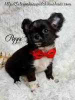Peppi, a male Chihuahua for sale in Beaumont, TX – 5 of 7