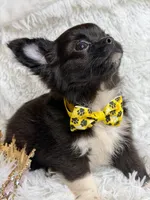 Papi, a male Chihuahua for sale in Beaumont, TX – 9 of 10