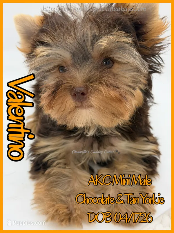 Valentino – Yorkshire Terrier puppy for sale in Beaumont, TX