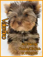 Valentino, a male Yorkshire Terrier for sale in Beaumont, TX – 1 of 10