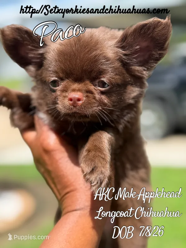 Paco – Chihuahua puppy for sale in Beaumont, TX