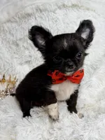 Peppi, a male Chihuahua for sale in Beaumont, TX – 2 of 7