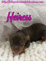 Heiress, a female Yorkshire Terrier for sale in Beaumont, TX – 6 of 10