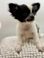 Zyrus, a male Chihuahua for sale in Beaumont, TX – 5 of 6