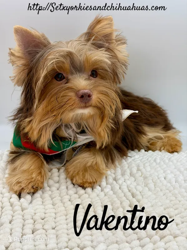 Valentino – Yorkshire Terrier puppy for sale in Beaumont, TX