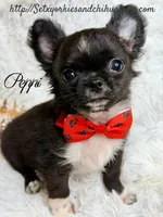 Peppi, a male Chihuahua for sale in Beaumont, TX – 4 of 7
