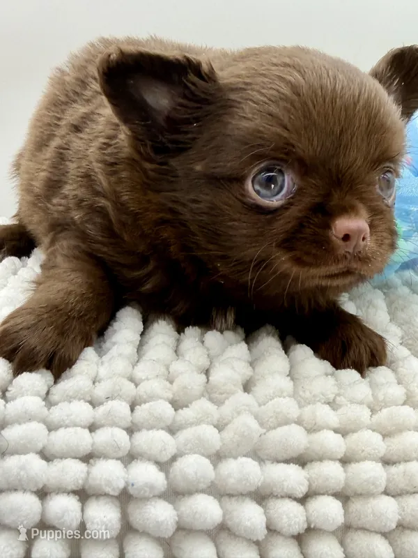 Paco – Chihuahua puppy for sale in Beaumont, TX