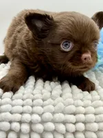 Paco, a male Chihuahua for sale in Beaumont, TX – 1 of 6