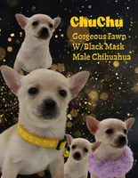 ChuChu, a male Chihuahua for sale in Beaumont, TX – Photo 1 of 5