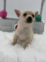 ChuChu, a male Chihuahua for sale in Beaumont, TX – Photo 3 of 5