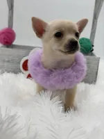 ChuChu, a male Chihuahua for sale in Beaumont, TX – Photo 2 of 5
