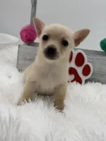 ChuChu, a male Chihuahua for sale in Beaumont, TX – Photo 4 of 5