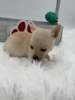 ChuChu, a male Chihuahua for sale in Beaumont, TX – Photo 5 of 5