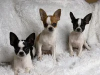 Hunter, a male Chihuahua for sale in Beaumont, TX – 7 of 8