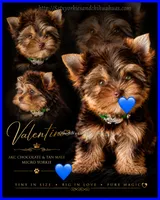Valentino, a male Yorkshire Terrier for sale in Beaumont, TX – 6 of 10