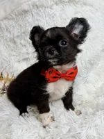 Peppi, a male Chihuahua for sale in Beaumont, TX – 3 of 7
