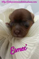 Esmee’, a female Yorkshire Terrier for sale in Beaumont, TX – 5 of 8